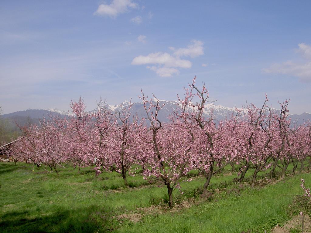 Agriturismo Il Frutto Permesso Bibiana Екстер'єр фото