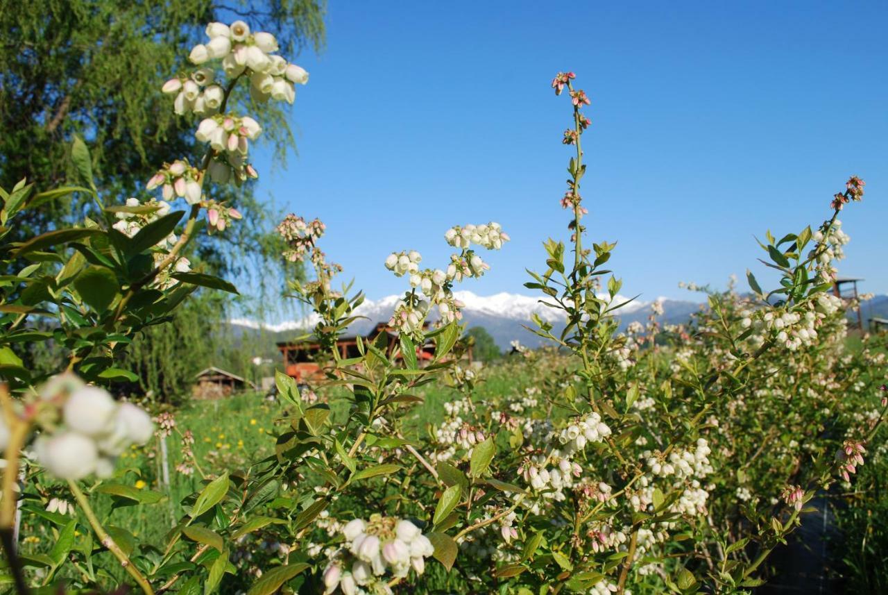 Agriturismo Il Frutto Permesso Bibiana Екстер'єр фото